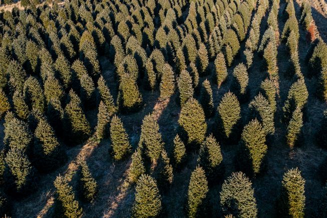 Aerial tate's farm 8