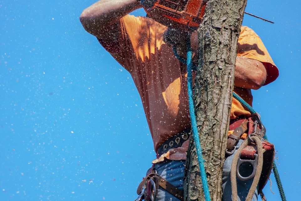 Benjamin lehman v1931dfzbsk unsplash