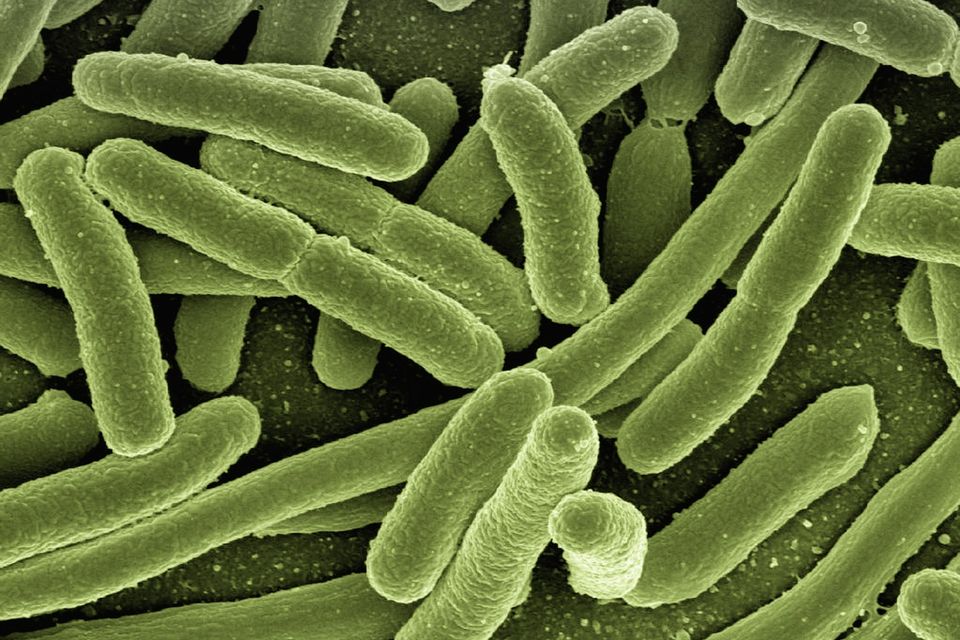 E Koli Bacteria prevention call Lanser Pest Solutions