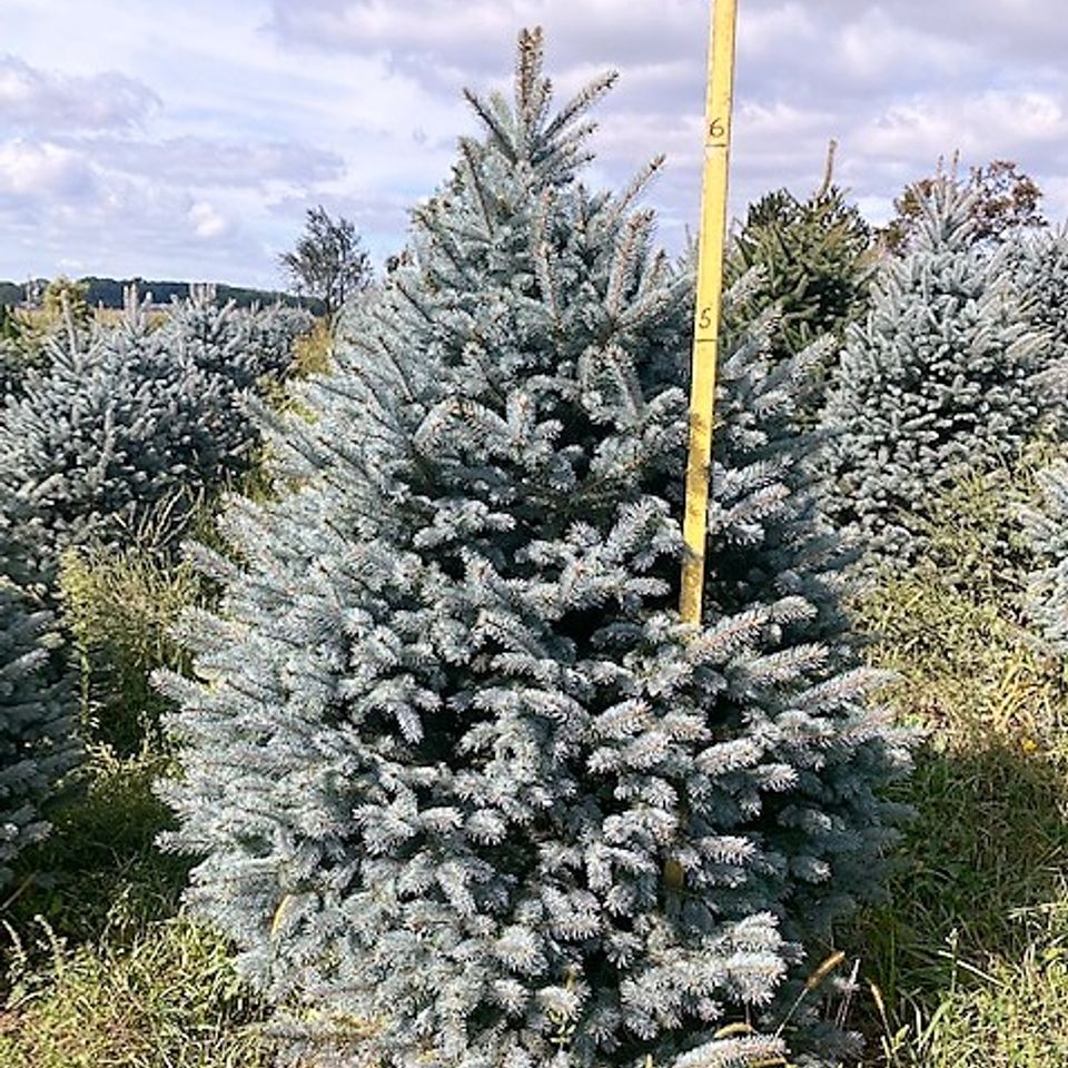 Fat albert blue spruce