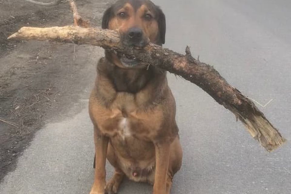 Gunther with an enormous stick (probably a log.)