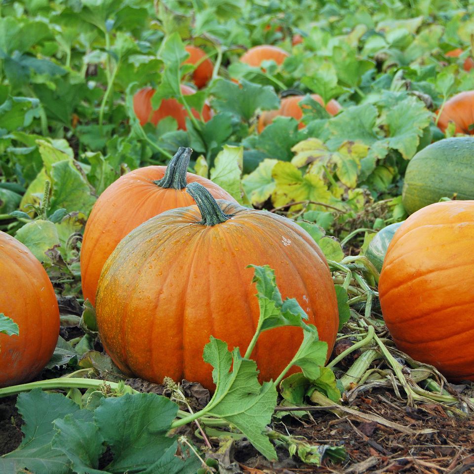 Pumpkin patch