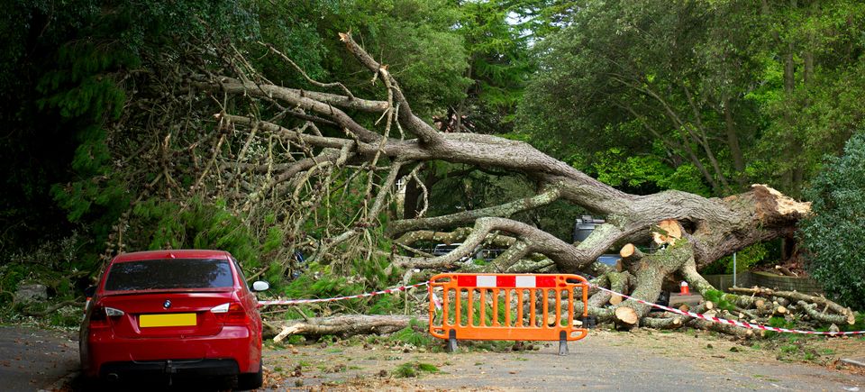 Expert assessment of a split tree trunk in Rocklin, CA, determining if a storm-damaged tree can be saved or requires emergency removal.