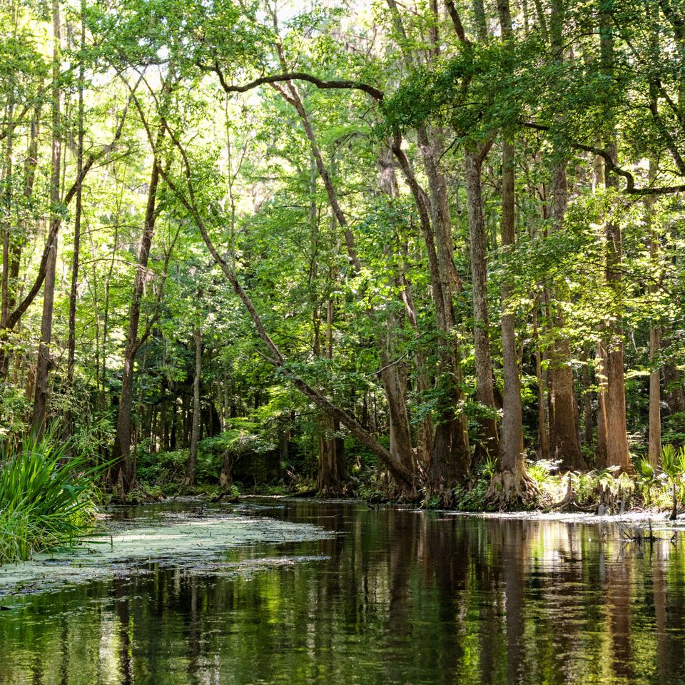 Ichetucknee springs 488 edit