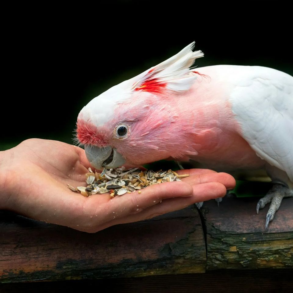 Mobile Petting Zoo birds