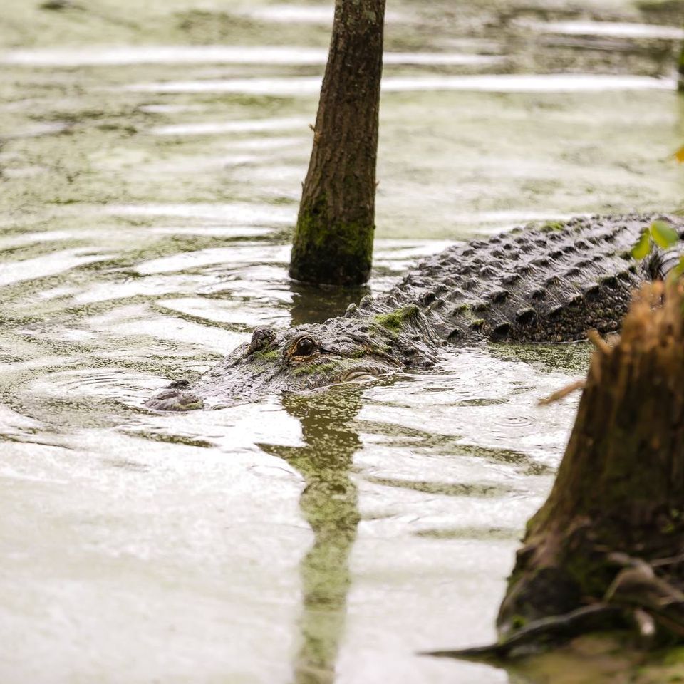 Big gator