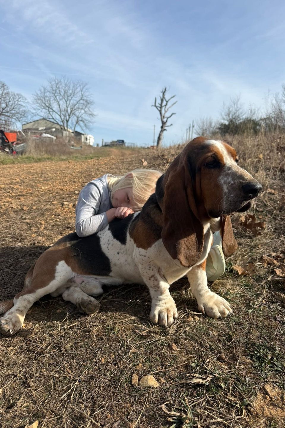 Hound dog