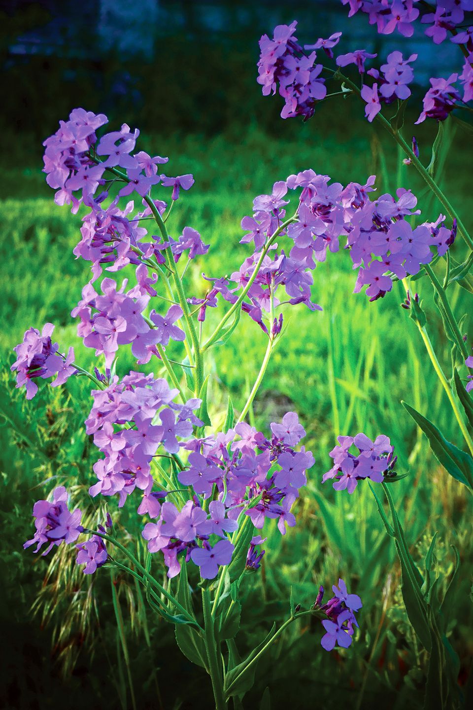 Hartwildflower