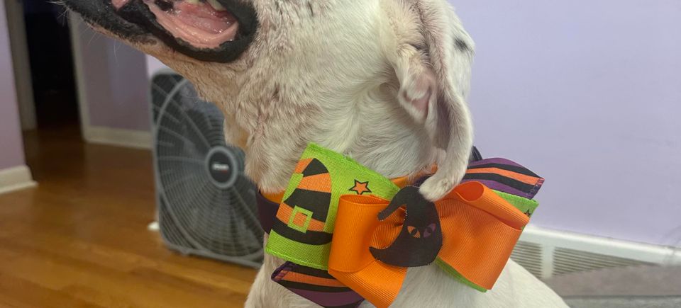 Dog with halloween bow 1