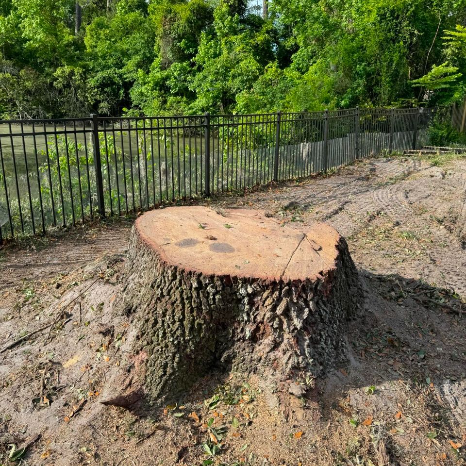 Bachman tree