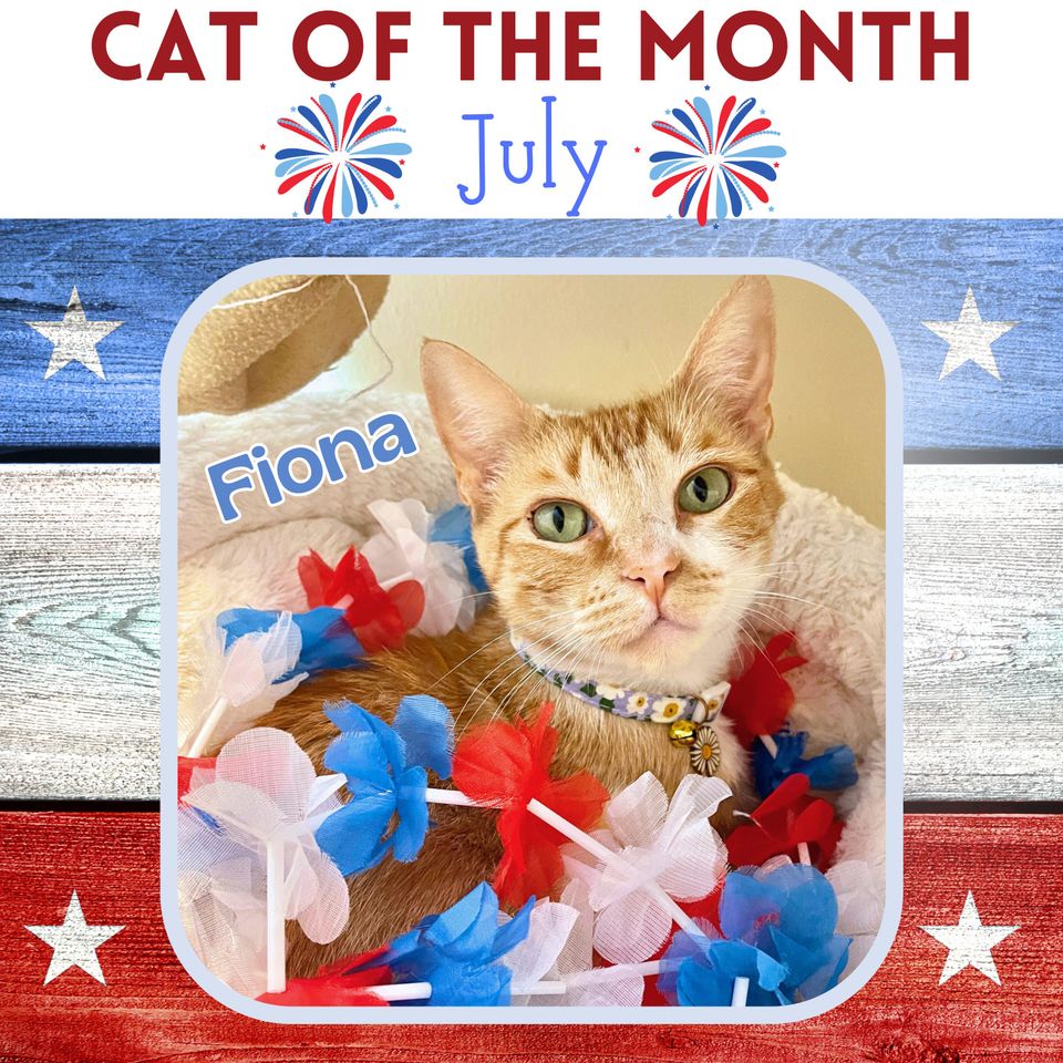 July cat of the month sox