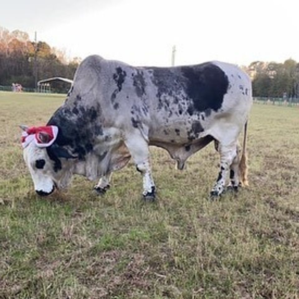 Brahma bull (tiny)