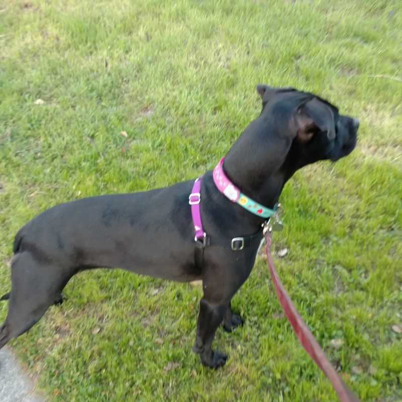 All Aboard Dog Grooming