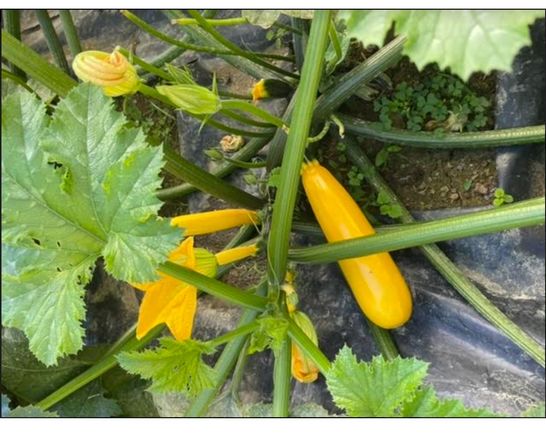 Our squash