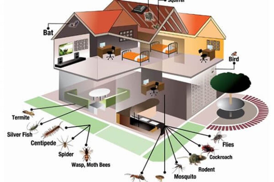 Pest control consultancy img 600x400 1