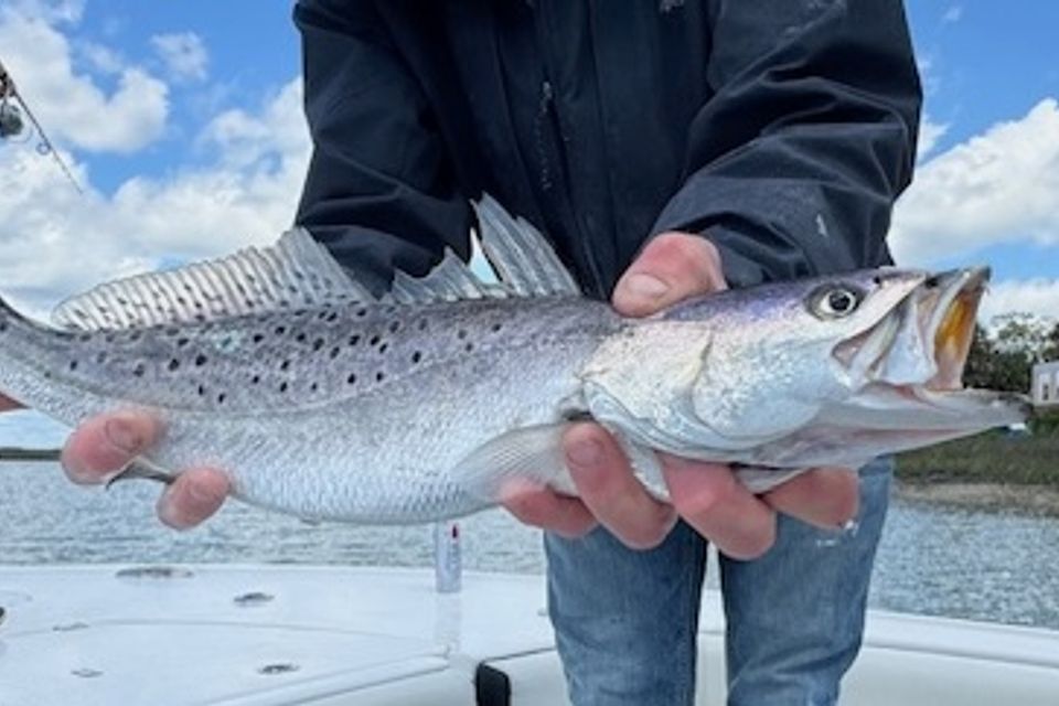 Speckled sea trout held by angler during a Charleston inshore fishing charter