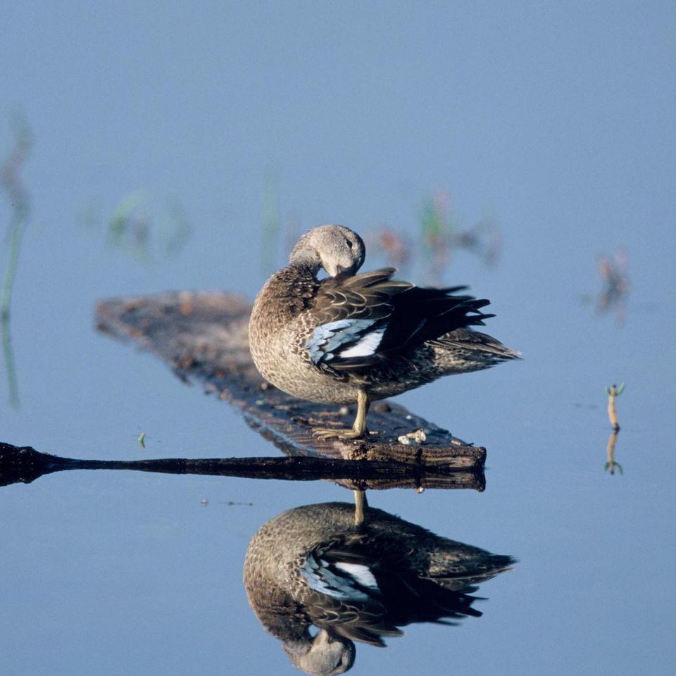 Chuckgraham blue wingedteal img 01820121130 1864 cuzbcs 0