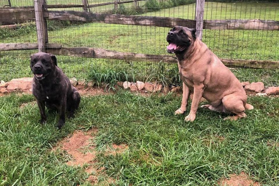 2 boxers