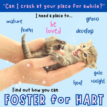 Save lives foster for hart