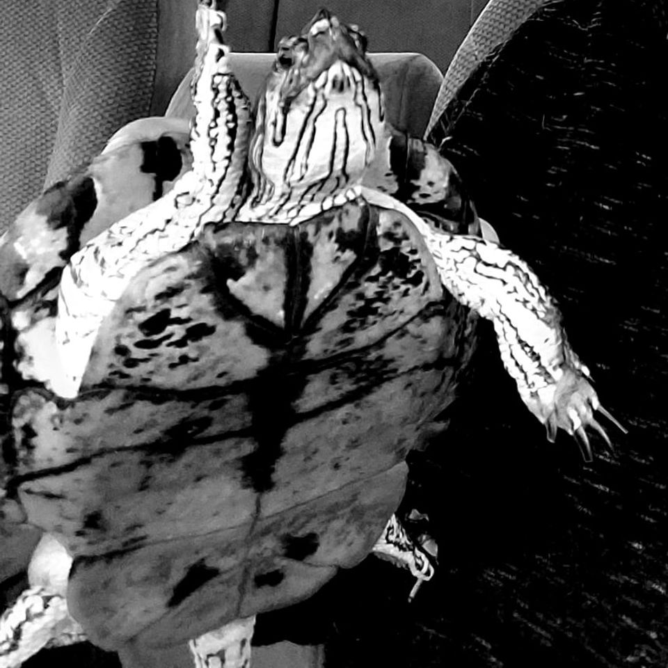 Sheldon turtle