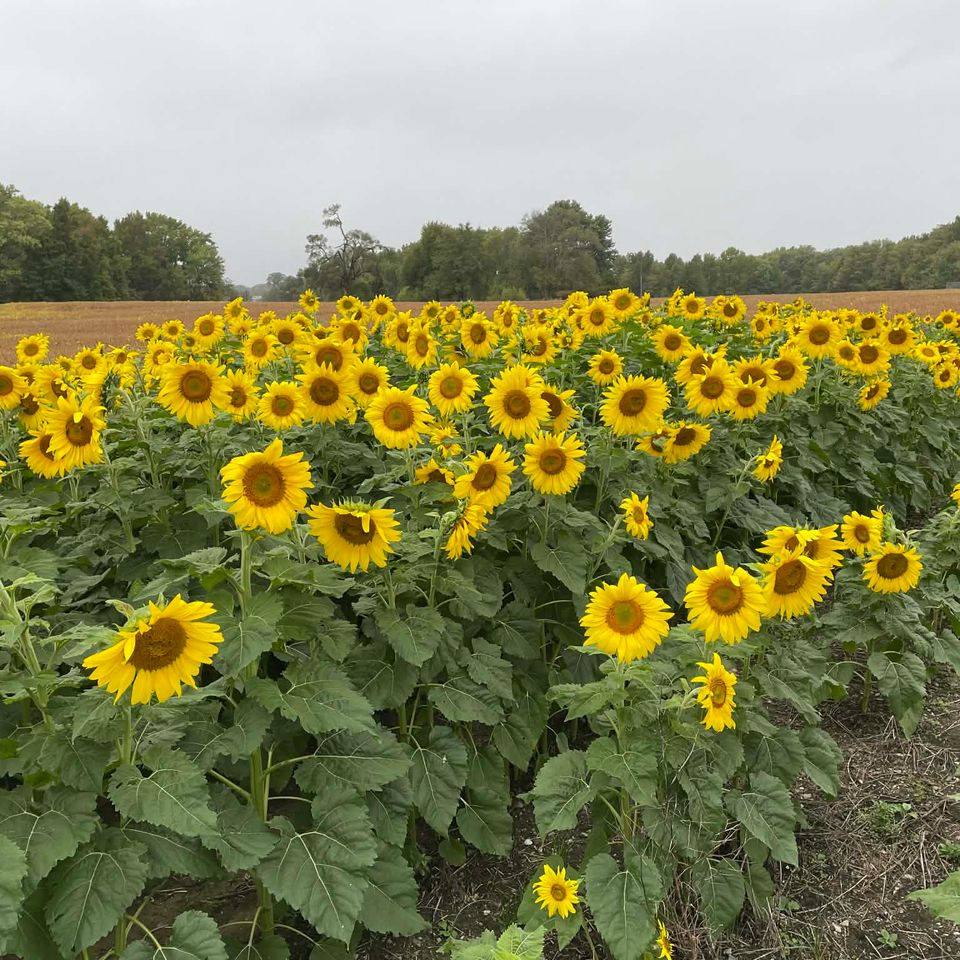 Edd660d9 0757 4dce a68b fe368a27749f