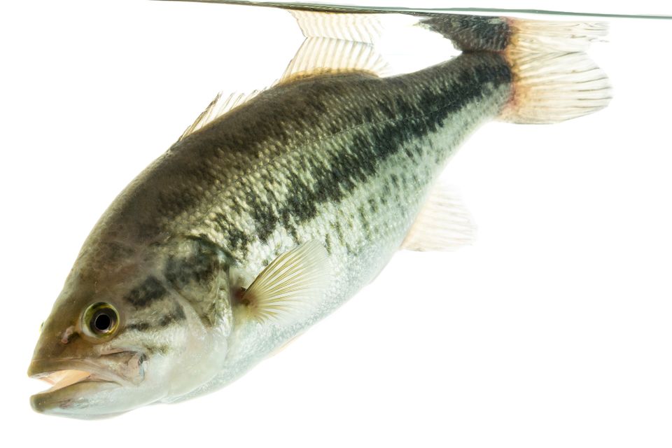 Largemouth bass sam stukel 2018 4