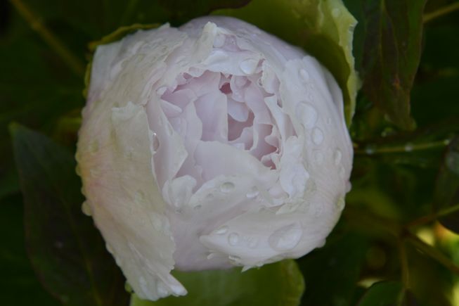 Peony 11