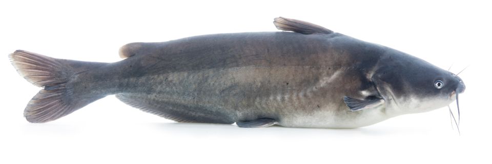 Blue catfish sam stukel 2021 1