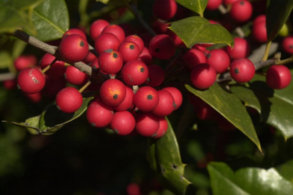 Red berried female varieties