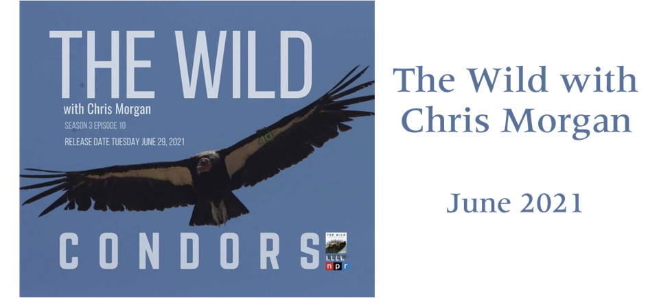 The wild june 2021