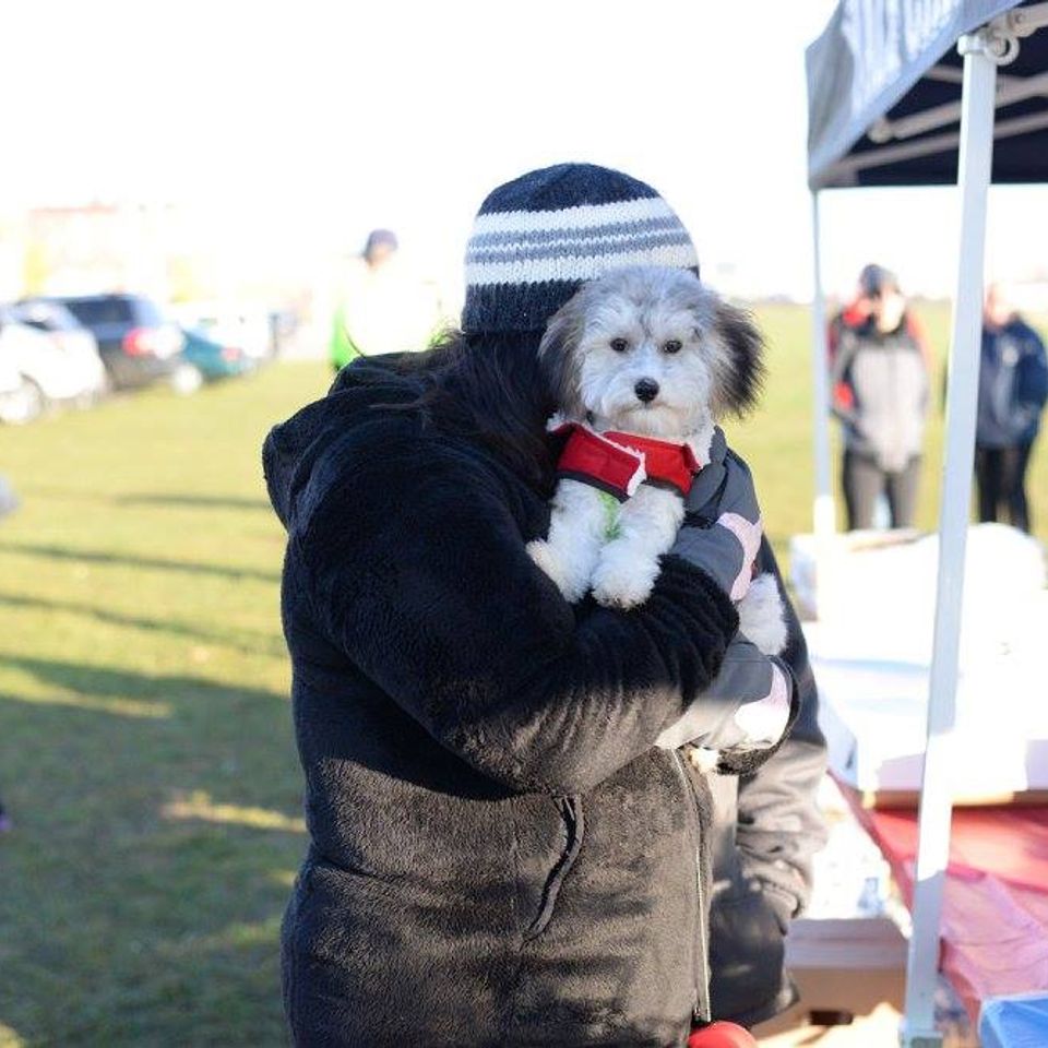 Dog 1