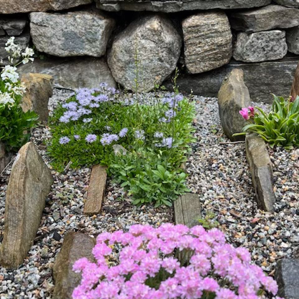 Nargs photo rock garden to add