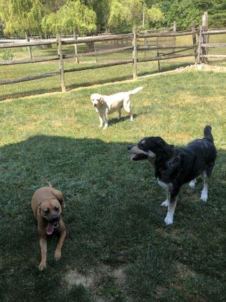 3 dogs   white  brown  black