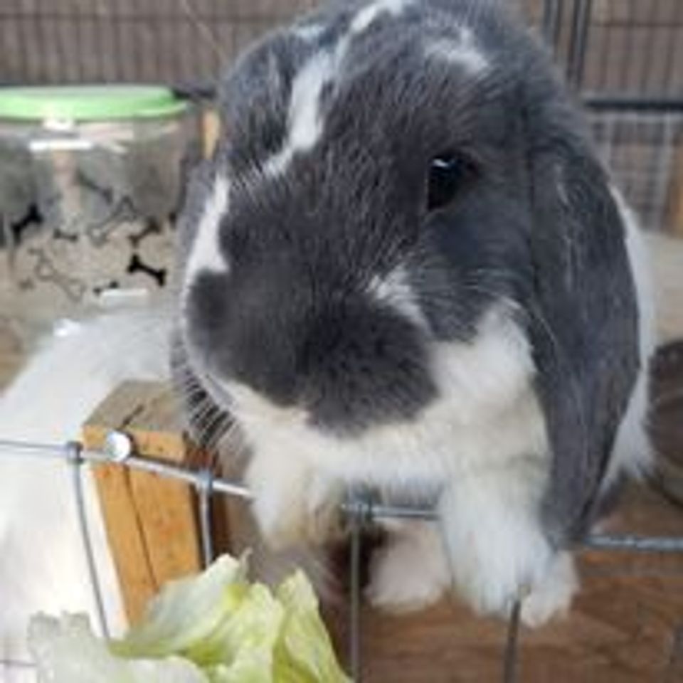 Rabbit