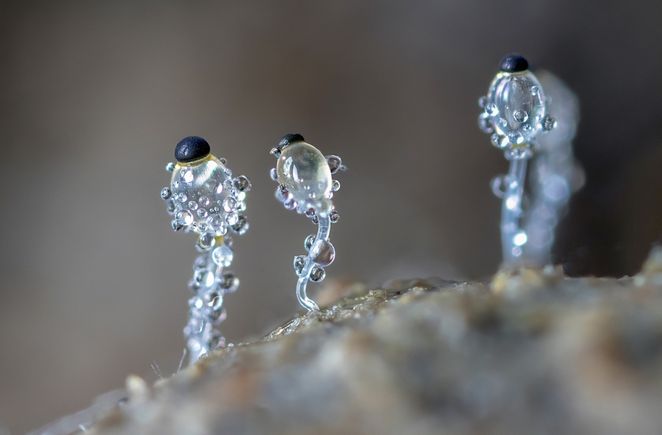 Mandhfungi
