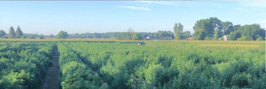 michigan grown hemp