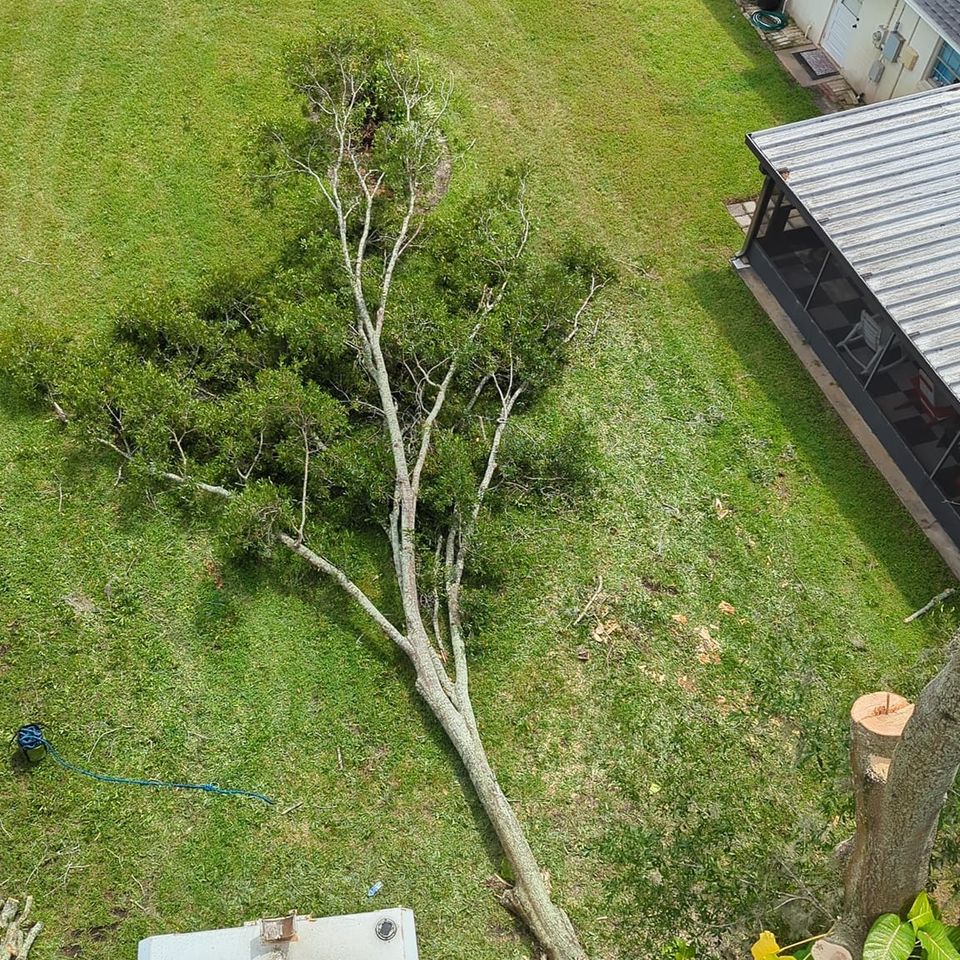 Tree trimming tampa