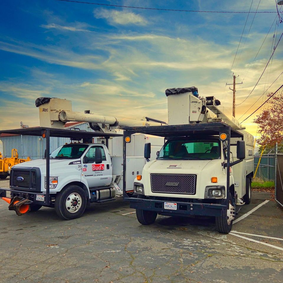 Professional bucket truck service for high-reach tree pruning in Sacramento and Yolo County – Bud’s Tri-County Tree Services Inc. – Licensed #785788