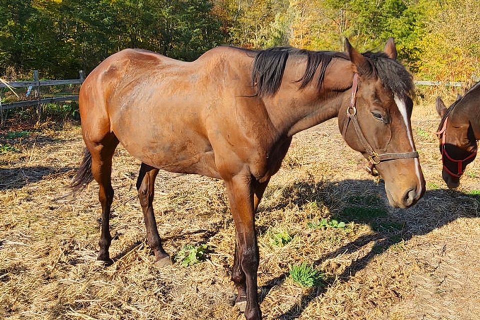 Curlin1