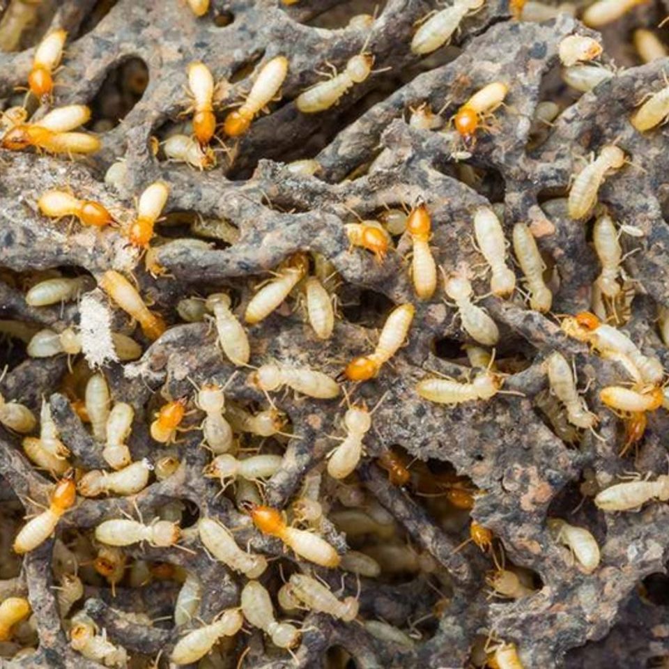 Where do termites live