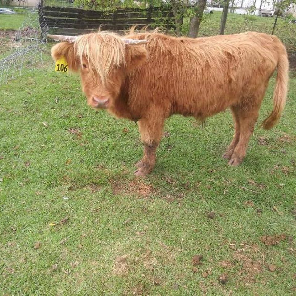 Highland cattle