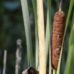 Plant species guide — common cattail 800x800 1