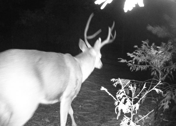 Bucks