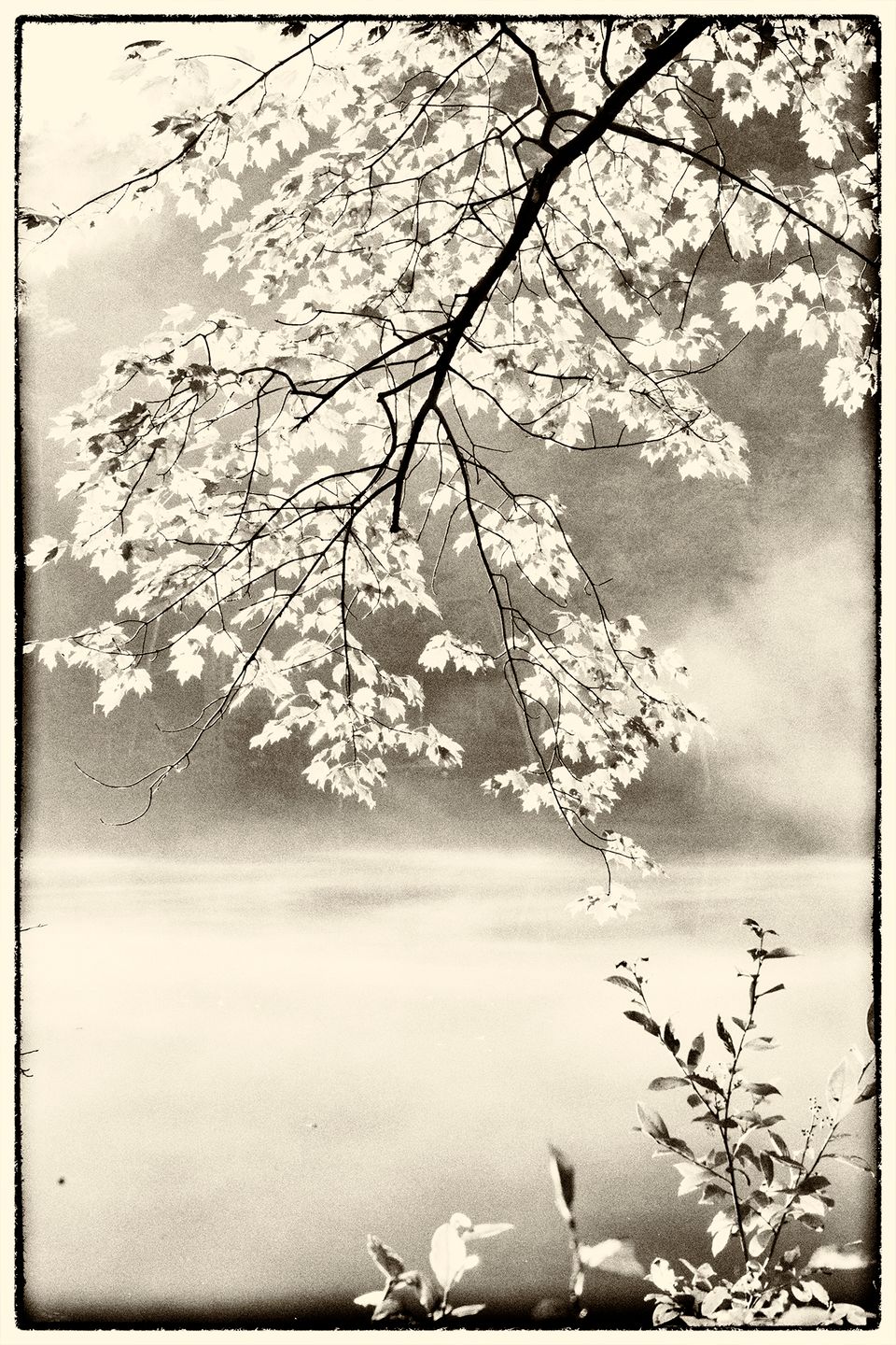 Yellow leaves in monochrome