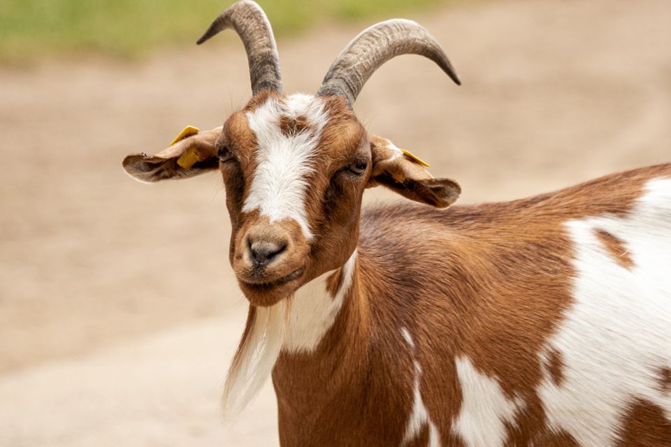 Mobile Petting Zoo goats farm animals
