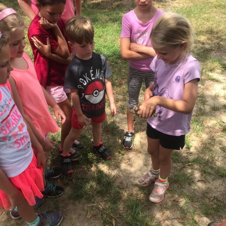 Baby turtles at orange hill gator farm in panama beach