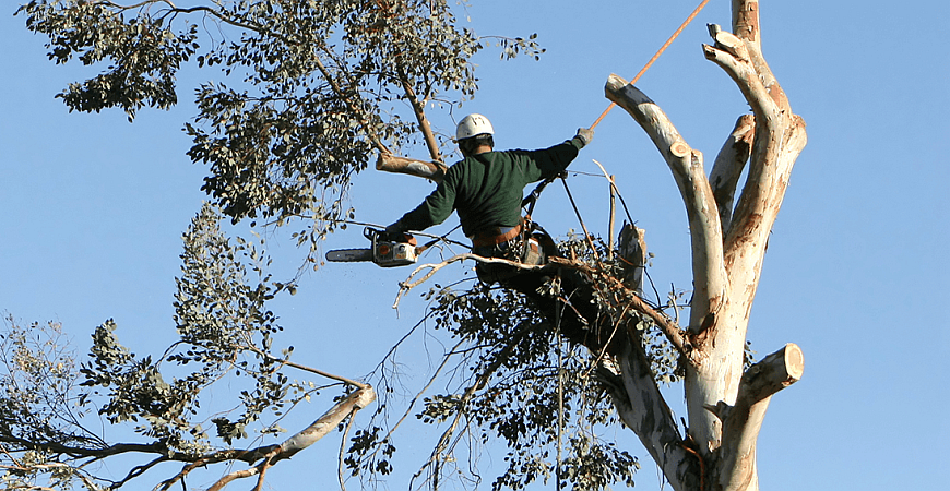 Tree trimming