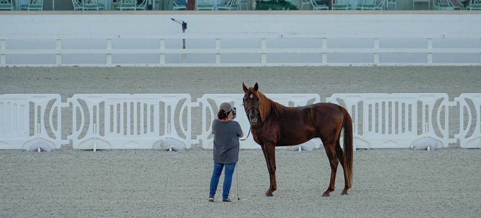 Horse in wec ring keep