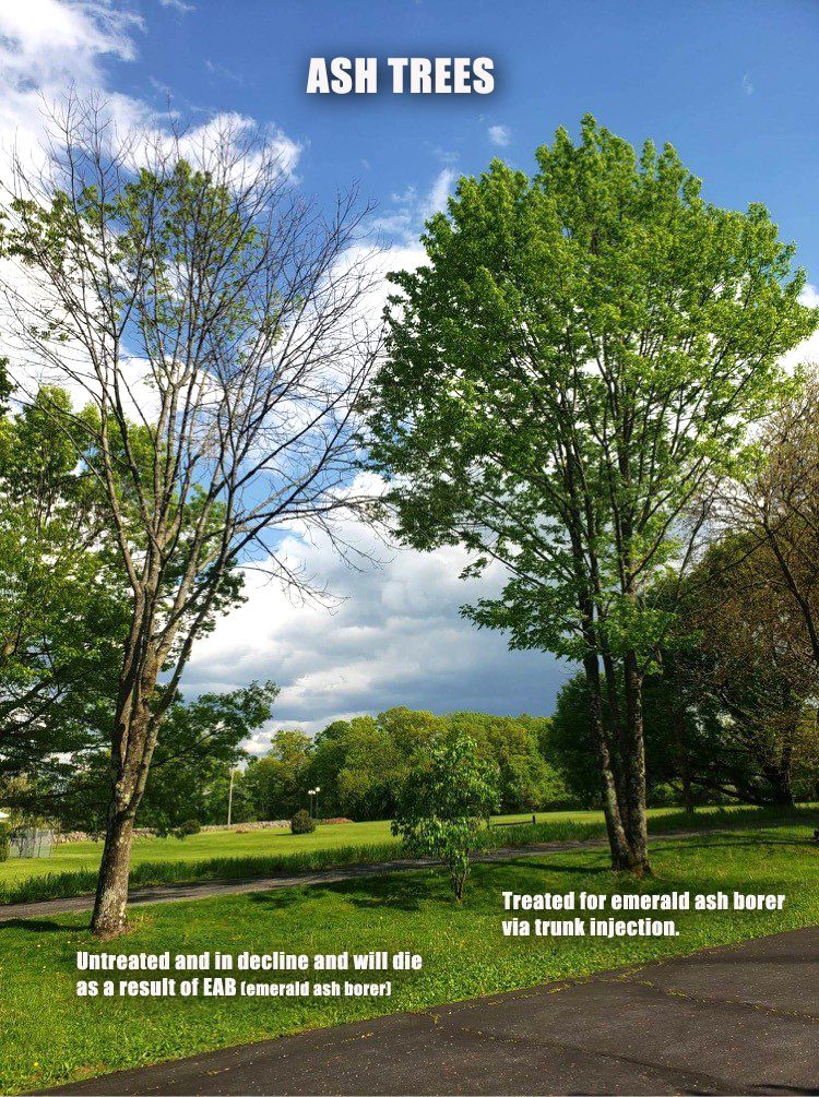 Ash trees with without treatment copy