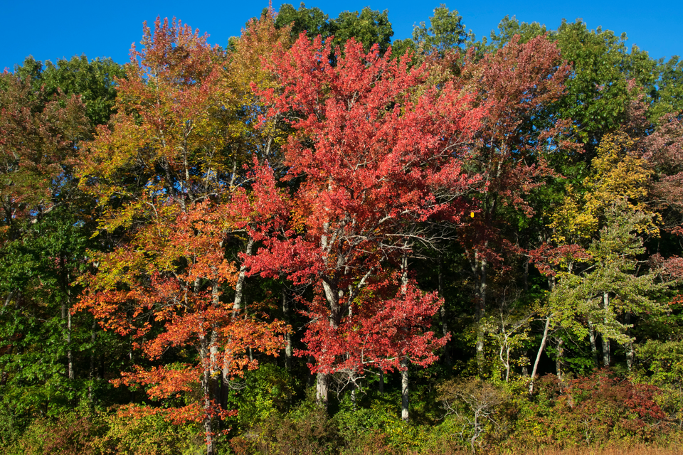 Tree service in hadlyme  ct